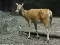 Milu oder Davidshirsch (Elaphurus davidianus). Weibchen im Zoo Berlin (Juli 2015).