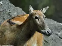 Milu oder Davidshirsch (Elaphurus davidianus). Weibchen im Zoo Berlin (Juli 2015).