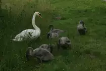 Schwanenfamilie am Rostocker Schwanenteich (01.07.2014)