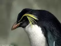 Tristan-da-Chuna-Felsenpinguin (Eudyptes chrysocome moseleyi) im Zoo Berlin (Juli 2015).