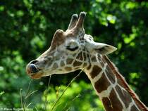 Netzgiraffe (Giraffa camelopardalis reticulata) im Zoo Berlin (Juli 2015).