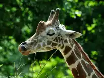 Netzgiraffe (Giraffa camelopardalis reticulata) im Zoo Berlin (Juli 2015).