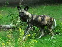 Hy�nenhund, Picassohund oder Afrikanischer Wildhund (Lycaon pictus) im Zoo Berlin (Juli 2015).