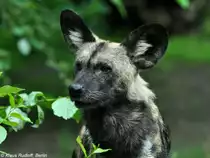 Hy�nenhund, Picassohund oder Afrikanischer Wildhund (Lycaon pictus) im Zoo Berlin (Juli 2015).
