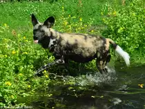 Hy�nenhund, Picassohund oder Afrikanischer Wildhund (Lycaon pictus) im Zoo Berlin (Juli 2015).