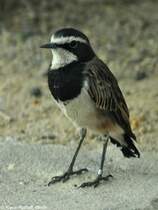 Erdschmtzer oder Erdsteinschmtzer (Oenanthe pileata) im Zoo Berlin (Juli2015)