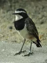 Erdschm�tzer oder Erdsteinschm�tzer (Oenanthe pileata) im Zoo Berlin (Juli2015)