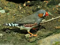 Australischer Zebrafink oder Zebraamadine (Taeniopygia guttata castanotis). M�nnchen im Zoo berlin (Juli 2015).