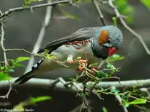 Australischer Zebrafink oder Zebraamadine (Taeniopygia guttata castanotis). M�nnchen im Zoo berlin (Juli 2015).