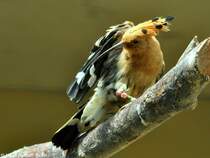 Wiedehopf (Upupa epops) im Zoo Berlin (Juli 2015).