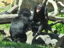 Indische Lippenb�ren (Melursus ursinus ursinus) beim spieletischen Kampf im Zoo Berlin (Juli 2015).