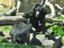 Indische Lippenb�ren (Melursus ursinus ursinus) beim spieletischen Kampf im Zoo Berlin (Juli 2015).