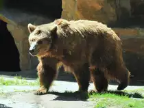 Braunb�r (Ursus arctos) im Zoo Berlin (Juli 2015).