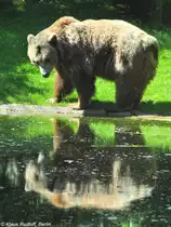 Braunb�r (Ursus arctos) im Zoo Berlin (Juli 2015).