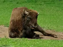 Wisent (Bison bonasus). Bulle beim Sandbaden im Zoo und Botanischen Garten Pilsen (Plzen, Juni 2015.