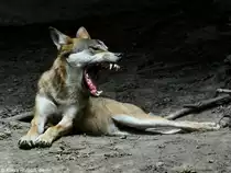 Europ�ischer Wolf (Canis lupus lupus) im Zoo und Botanischen Garten Pilsen (Plzen, Juni 2015.