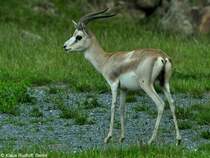 Mittelasiatische Kropfgazelle (Gazella subgutturosa subgutturosa). Mnnchen im Zoo und Botanischen Garten Pilsen (Plzen, Juni 2015).