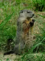 Waldmurmeltier (Marmota monax) im Zoo und Botanischen Garten Pilsen (Plzen, Juni 2015).