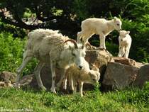 Dallschaf (Ovis dalli dalli). Weibchen mit Jungtieren (von drei verschiedenen Mttern) im Zoo und Botanischen Garten Pilsen (Plzen, Juni 2015).