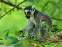 Katta oder Ringelschwanzlemur (Lemur catta). Jungtier im Tierpark Berlin (Juli 2015).
