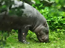 Zwergflu�pferd (Choeropsis liberiensis) im Zoo und Botanischen Garten Pilsen (Plzen, Juni 2015).