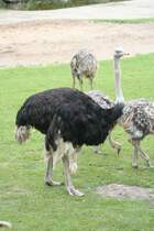Straussenfamilie mit mnnlichem Tier im Vordergrund am 14.09.2008 in Leipzig. 

