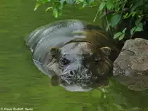 Zwergflu�pferd (Choeropsis liberiensis) im Zoo und Botanischen Garten Pilsen (Plzen, Juni 2015).