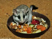 W�stenschl�fer oder Schwarzschwanz-Gartenschl�fer (Eliomys melanurus) im Zoo und Botanischen Garten Pilsen (Plzen, Juni 2015).