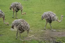 Eines Straussenschule wandert in Reih und Glied �ber die Afrikasavanne des Leipziger Zoos am 14.09.2008.
