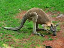Rotes Riesenknguru (Macropus rufus) im Zoo und Botanischen Garten Pilsen (Plzen, Juni 2015).