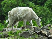 Schneeziege oder Shneegemse (Oreamnos americanus). Weibchen im Fellwechsel im Zoo und Botanischen Garten Pilsen (Plzen, Juni 2015).