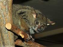 Kleinohr-Riesengalago oder Garnetts Galago (Otolemur garnetti) im Zoo und Botanischen Garten Pilsen (Plzen, Juni 2015).