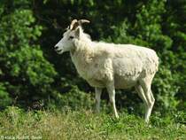 Dallschaf (Ovis dalli dalli). Weibchen im Zoo und Botanischen Garten Pilsen (Plzen, Juni 2015).