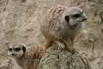 Erdm�nnchen auf Beobachtungsposten, Leipzig 14.09.2008.