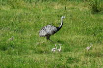 Generation 2015. Ein Nandu-Hahn fhrt 5 Jungtiere bei Schlagsdorf (NWM); 26.7.2015