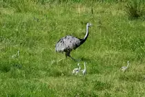 Generation 2015. Ein Nandu-Hahn f�hrt 5 Jungtiere bei Schlagsdorf (NWM); 26.7.2015
