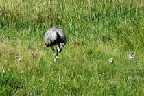 Generation 2015. Ein Nandu-Hahn fhrt 5 Jungtiere bei Schlagsdorf (NWM); 26.7.2015