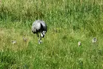 Generation 2015. Ein Nandu-Hahn f�hrt 5 Jungtiere bei Schlagsdorf (NWM); 26.7.2015