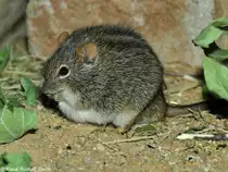 Striemengrasmaus (Rhabdomys pumilio) im Zoo und Botanischen Garten Pilsen (Plzen, Juni 2015).