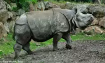 Panzernashorn (Rhinoceros unicornis). Bulle im Zoo und Botanischen Garten Pilsen (Plzen, Juni 2015).