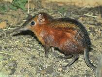 Geflecktes Rsselhndchen (Rhynchocyon cirnei macrurus) im Zoo und Botanischen Garten Pilsen (Plzen, Juni 2015).