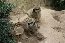 Neugierige Erdm�nnchen, Leipzig 14.09.2008.