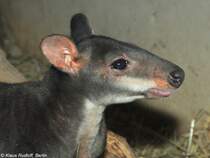 Neuguinea-Filander (Thylogale brunii) im Zoo und Botanischen Garten Pilsen (Plzen, Juni 2015). 
