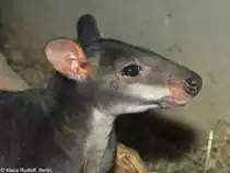 Neuguinea-Filander (Thylogale brunii) im Zoo und Botanischen Garten Pilsen (Plzen, Juni 2015). 