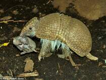Sdliches Kugelgrteltier (Tolypeutes matacus). Weibchen mit Jungtier im Zoo und Botanischen Garten Pilsen (Plzen, Juni 2015). 