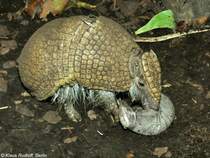 dliches Kugelgrteltier (Tolypeutes matacus). Weibchen mit Jungtier im Zoo und Botanischen Garten Pilsen (Plzen, Juni 2015). 