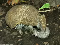 �dliches Kugelg�rteltier (Tolypeutes matacus). Weibchen mit Jungtier im Zoo und Botanischen Garten Pilsen (Plzen, Juni 2015). 