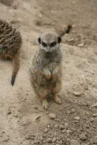 Was will dieses Erdmnchen sagen? Leipzig 14.09.2008