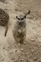 Was will dieses Erdm�nchen sagen? Leipzig 14.09.2008