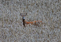  Ein Bock im Kornfeld..  oder wie ging doch gleich dieses Lied? Nachdem dieser Rehbock offensichtlich die Nacht hier verbracht hat (mit wem auch immer) ist er am Morgen des 27.07.2015 auf der Suche nach seinem Frhstck. Heit ja schlielich  Bed & Breakfast 